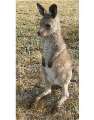 Bozo 9-10mths old