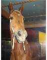 Phar Lap