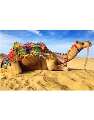 Arabian camel