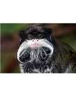 moustache