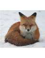 fur fox