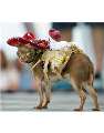 sombrero