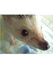 hedgehog nose