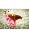 petticoat