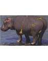 sexy hippo