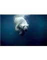 polar bear under the sea