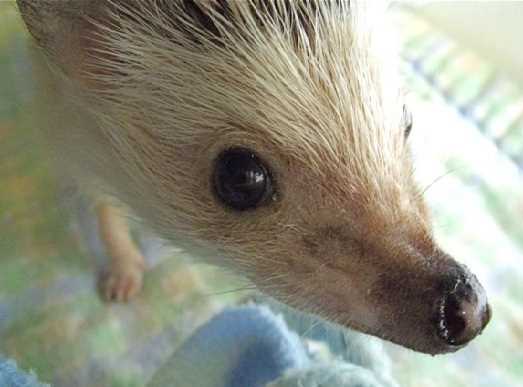 hedgehog nose
