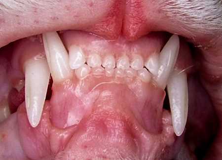 teeth