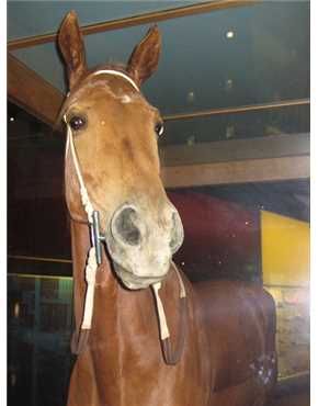 Phar Lap