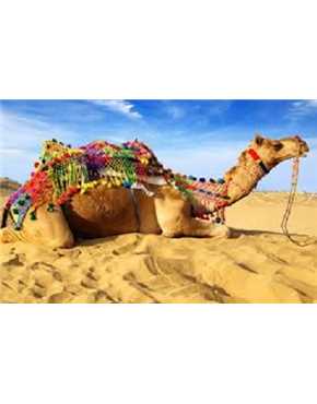 Arabian camel