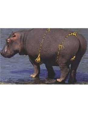 sexy hippo