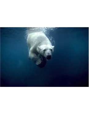 polar bear under the sea
