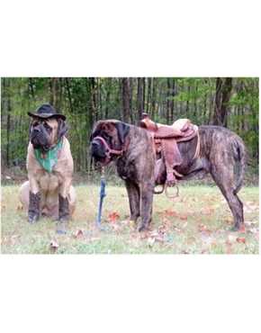 ride 'em cowboy