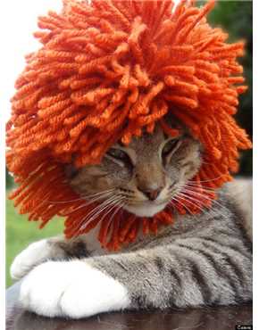 lion wig